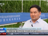 沙漠溫室種水稻！中國科學(xué)家在新疆和田試種成功